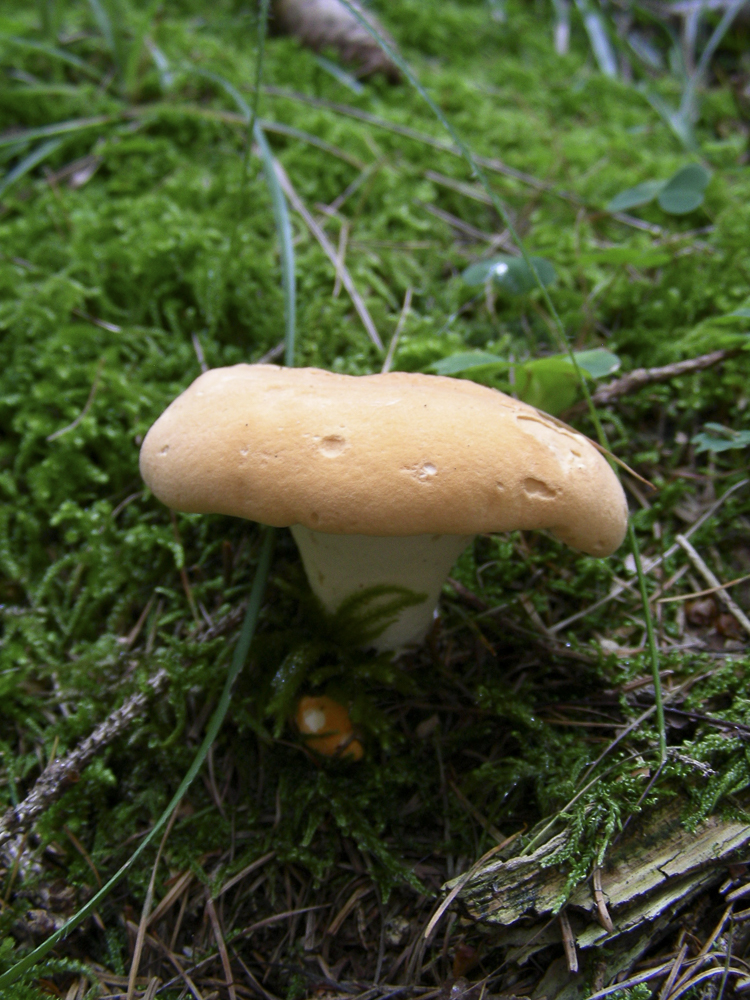 funghi_128.jpg