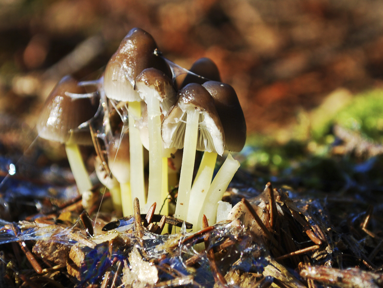 funghi_129.jpg