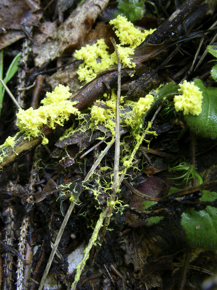 funghi_133.jpg