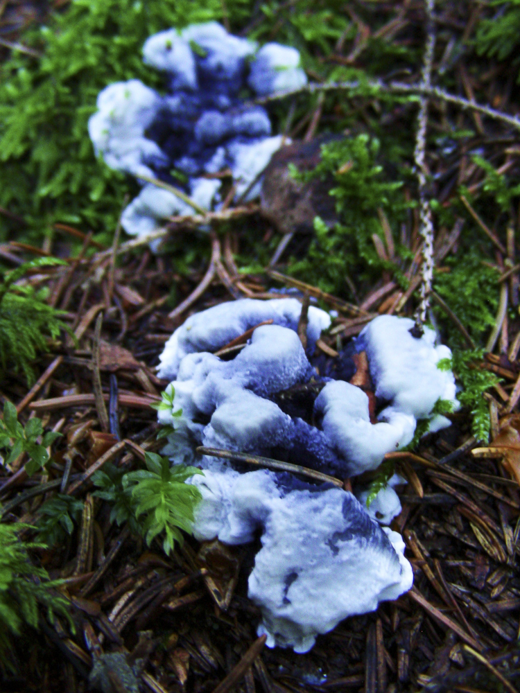 funghi_134.jpg