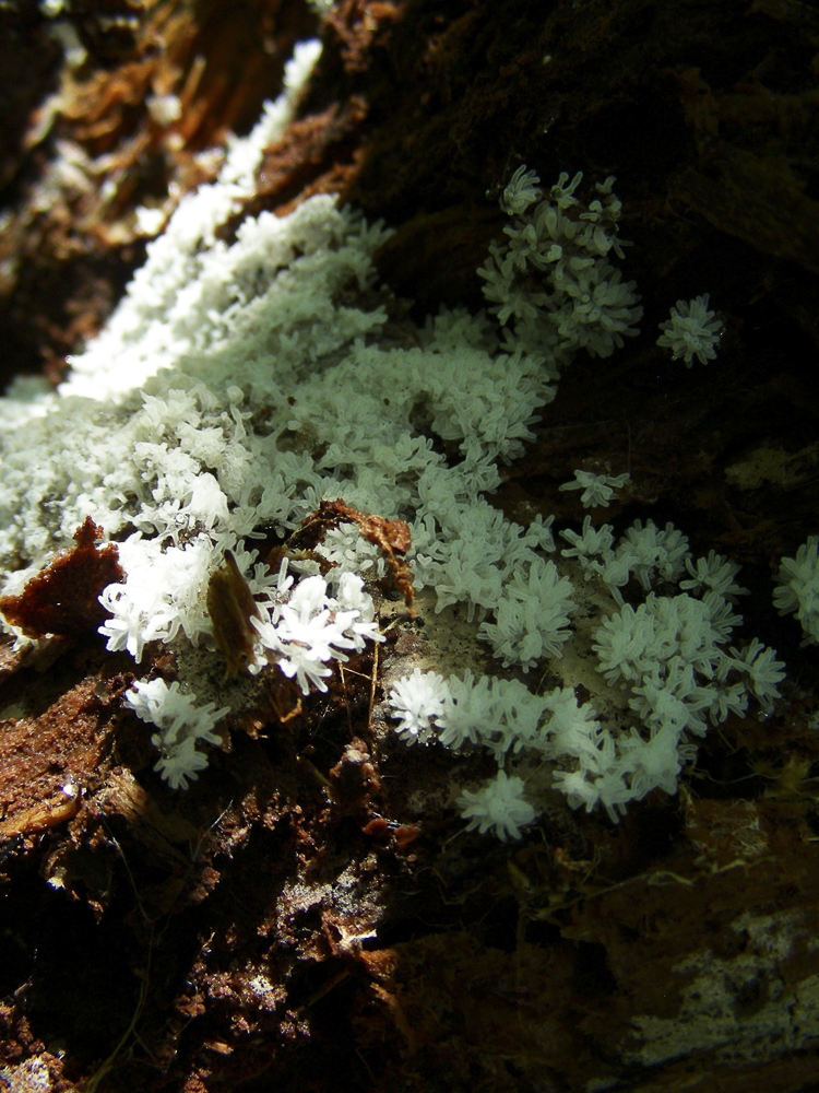 funghi_136.jpg