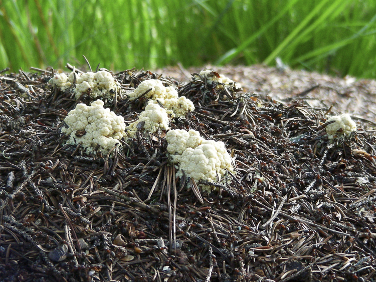 funghi_138.jpg