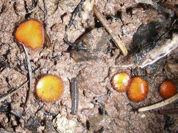 funghi_139.jpg