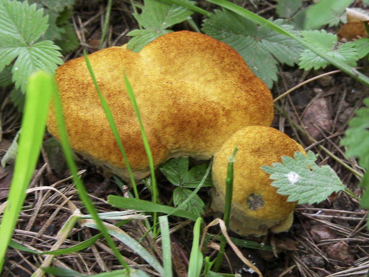funghi_141.jpg