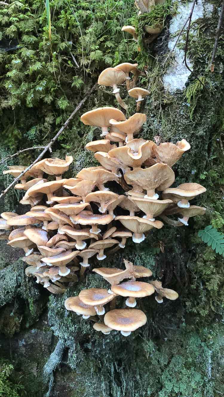 funghi_141b.jpg