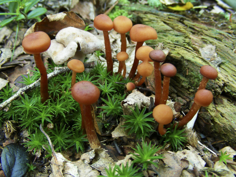 funghi_142.jpg