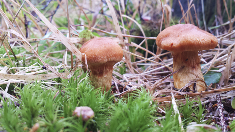 funghi_143.jpg
