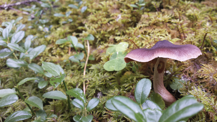 funghi_144.jpg