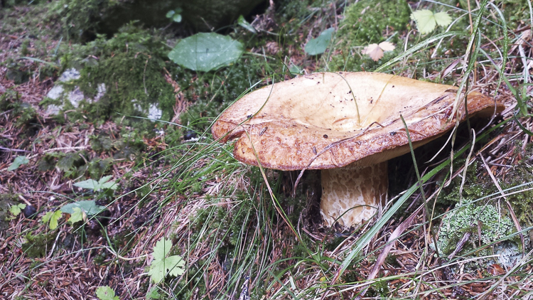 funghi_145.jpg