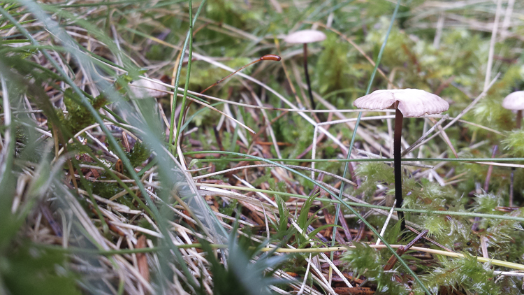 funghi_146.jpg