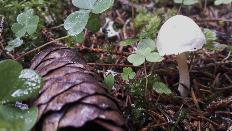 funghi_147.jpg