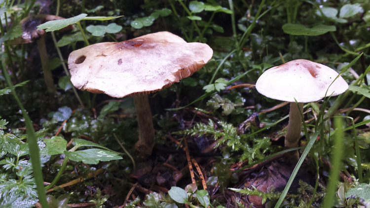 funghi_148.jpg