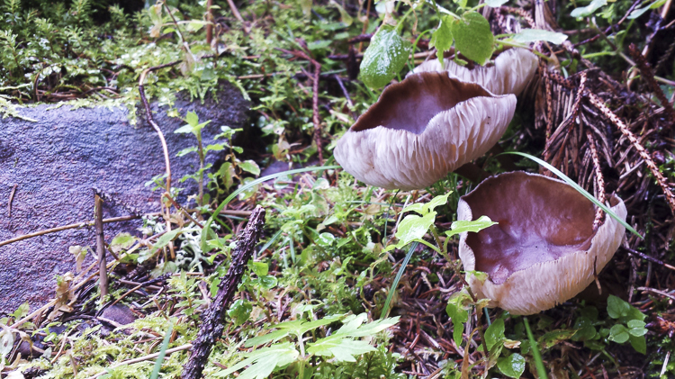 funghi_150.jpg