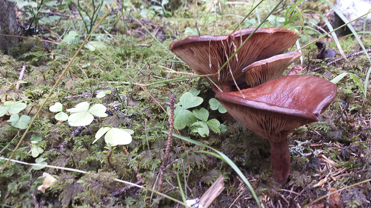funghi_151.jpg