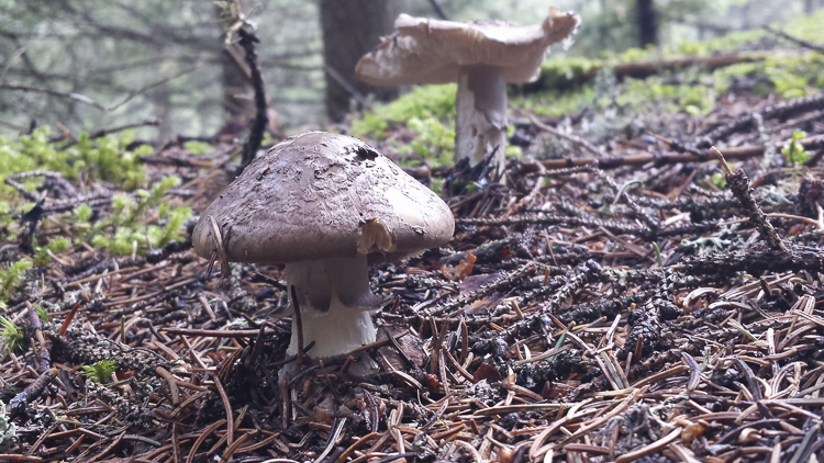 funghi_152.jpg