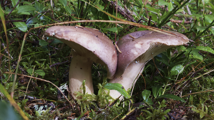 funghi_153.jpg