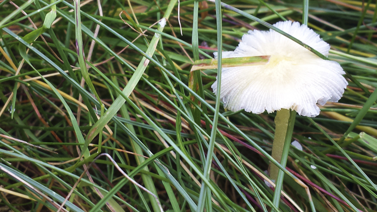 funghi_154.jpg