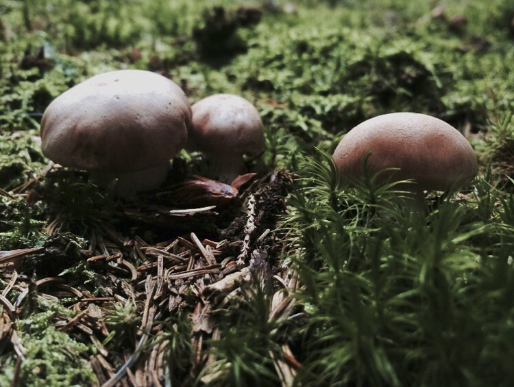 funghi_155.jpg