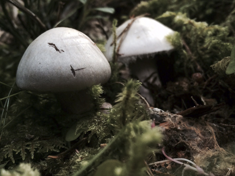 funghi_157.jpg
