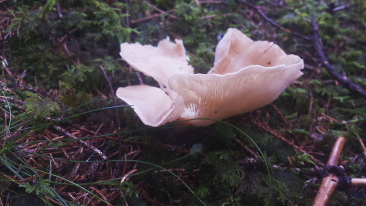 funghi_159.jpg
