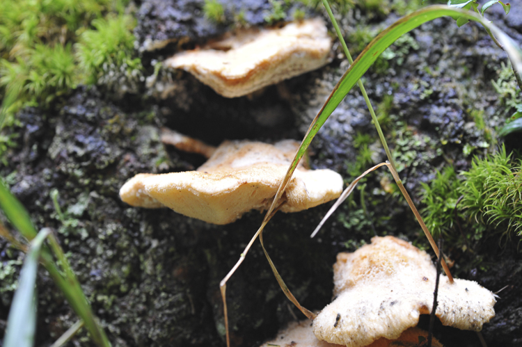 funghi_160.jpg