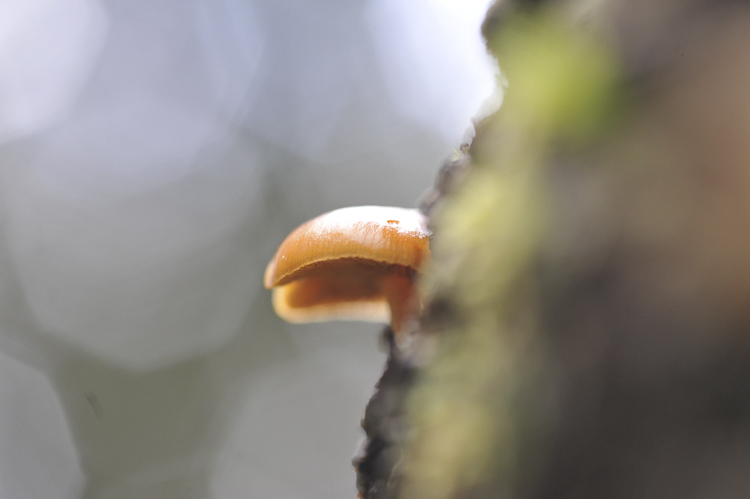 funghi_161.jpg