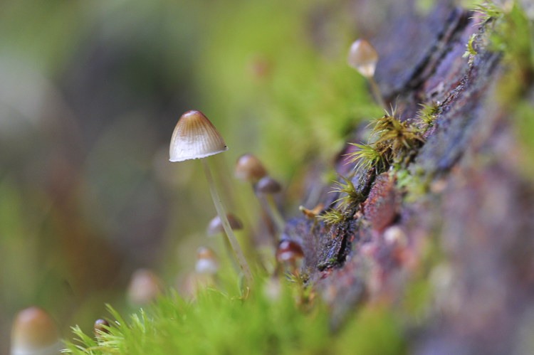 funghi_162.jpg
