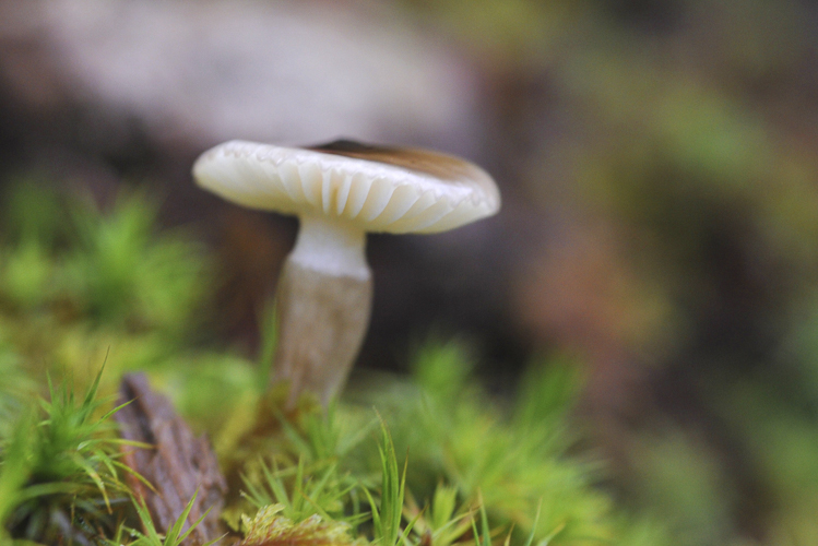 funghi_164.jpg