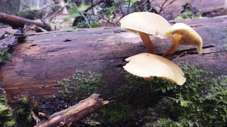 funghi_166.jpg