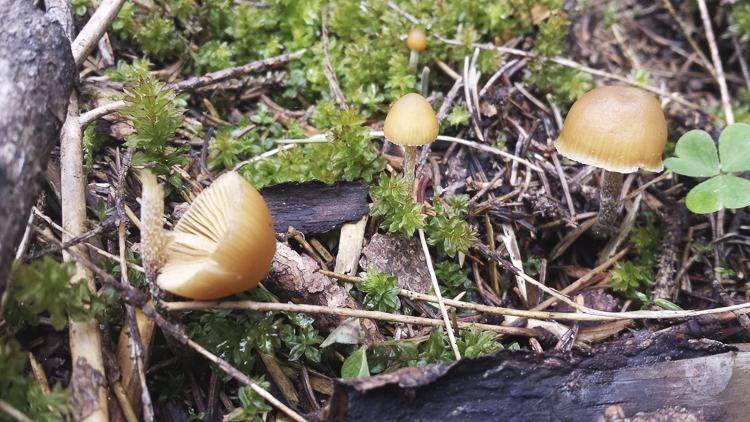 funghi_167.jpg