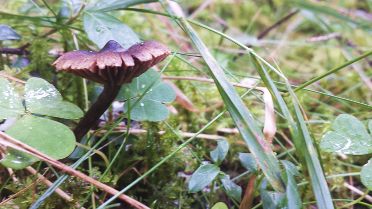 funghi_168.jpg