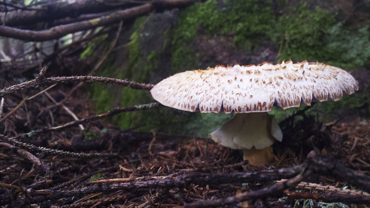 funghi_170.jpg