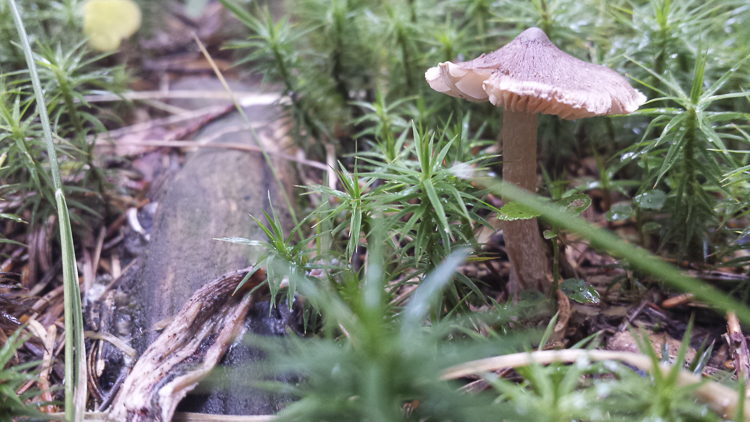 funghi_171.jpg