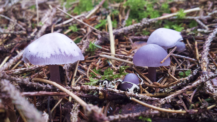 funghi_172.jpg