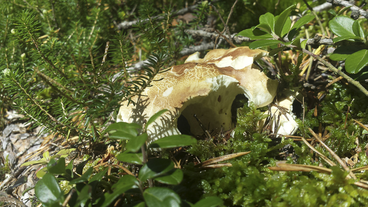 funghi_174.jpg
