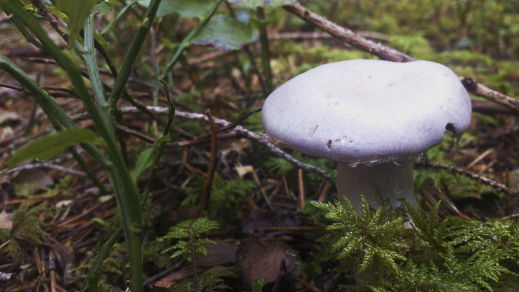 funghi_175.jpg