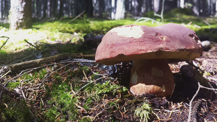 funghi_176.jpg
