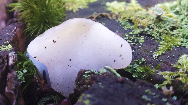 funghi_177.jpg