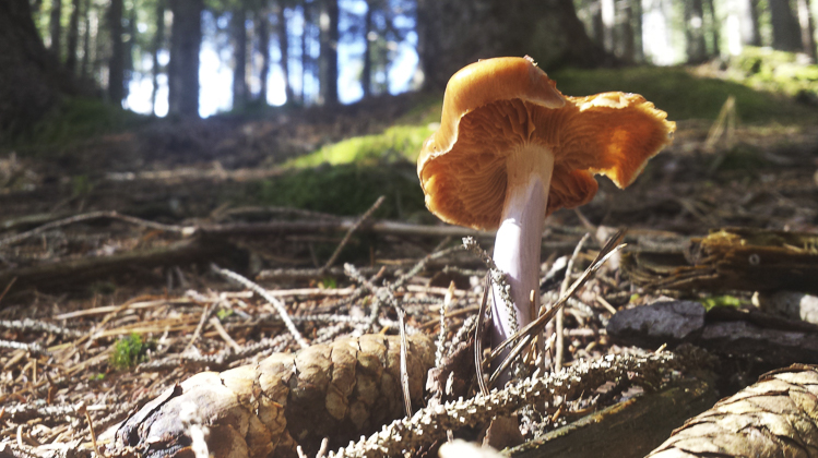 funghi_178.jpg