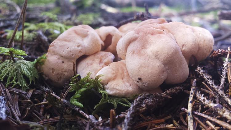 funghi_179.jpg
