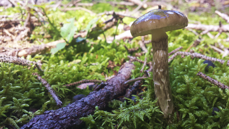 funghi_180.jpg