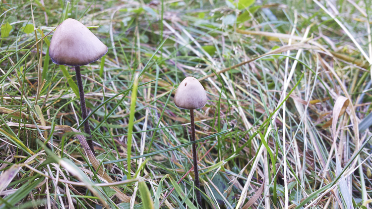 funghi_183.jpg
