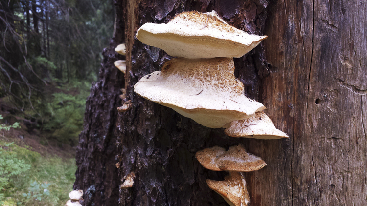 funghi_185.jpg