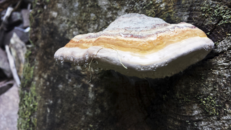 funghi_186.jpg