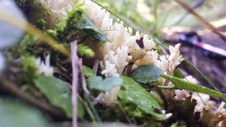 funghi_187.jpg