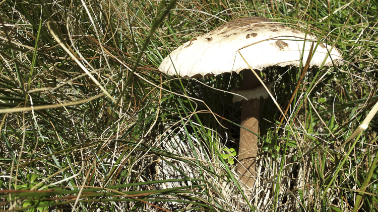 funghi_188.jpg