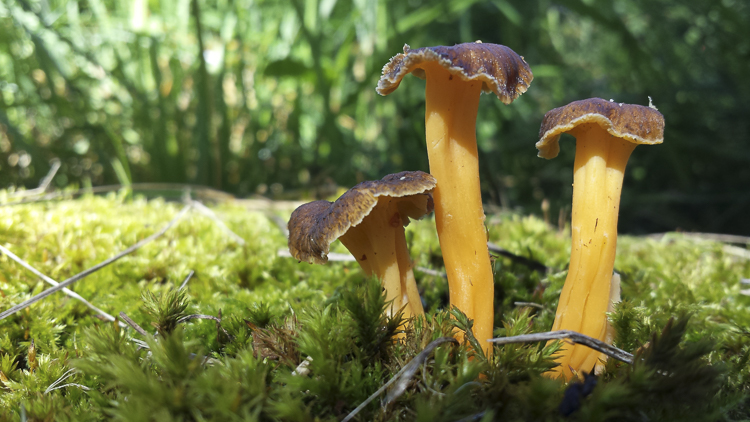 funghi_189.jpg