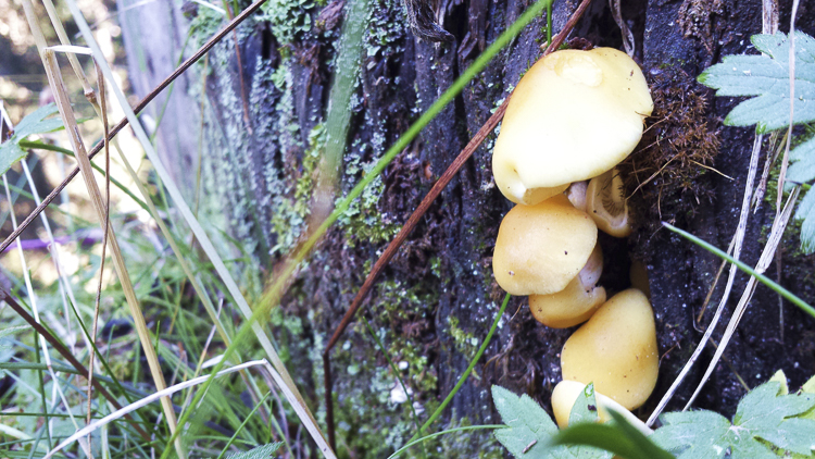 funghi_190.jpg