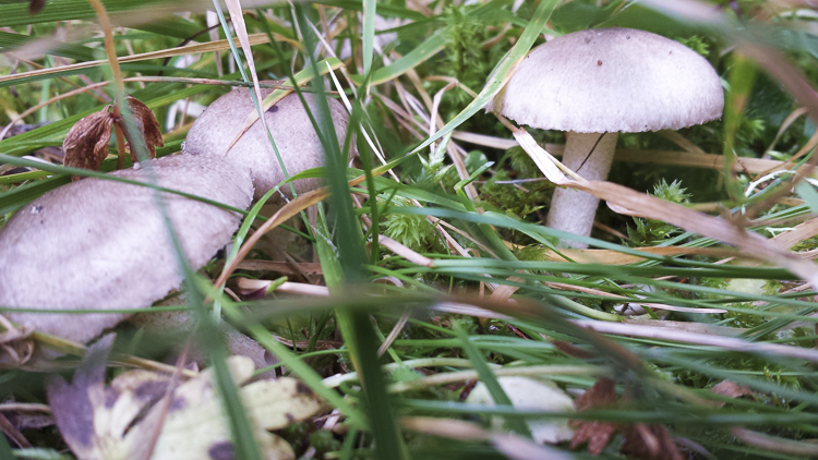 funghi_191.jpg