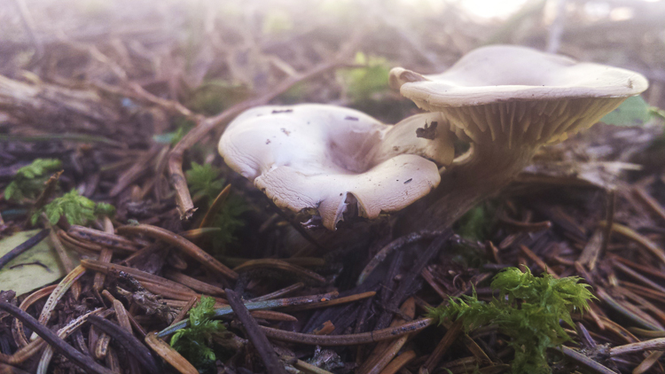 funghi_193.jpg